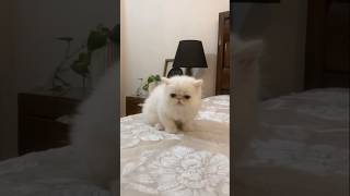 #cottonball #marshmallow #cutebaby #kitten #littlebaby #cutecat #cat #kitty #pets