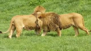 [Khoa 1] Tuần 30: Animals around us