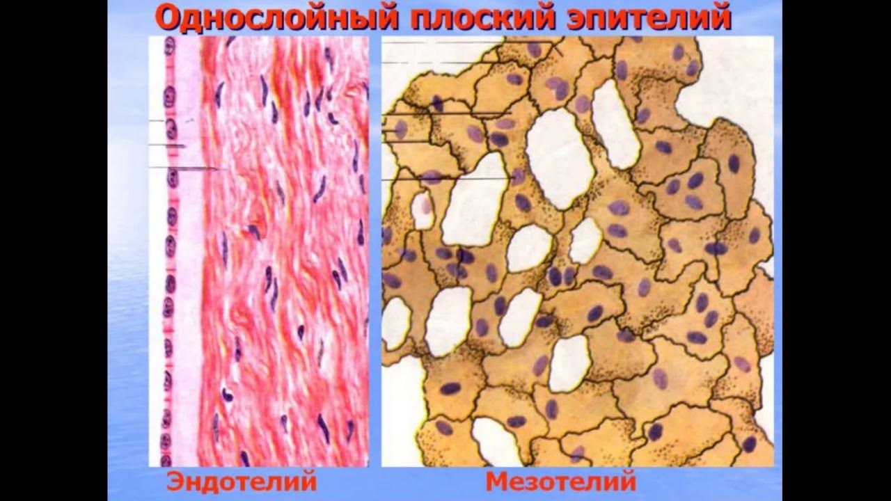 Однослойный эпителий под микроскопом
