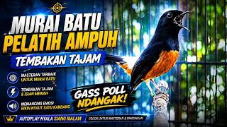 MASTERAN MURAI BATU GACOR FULL TEMBAKAN MEWAH ‼️ CEPAT DI TIRU