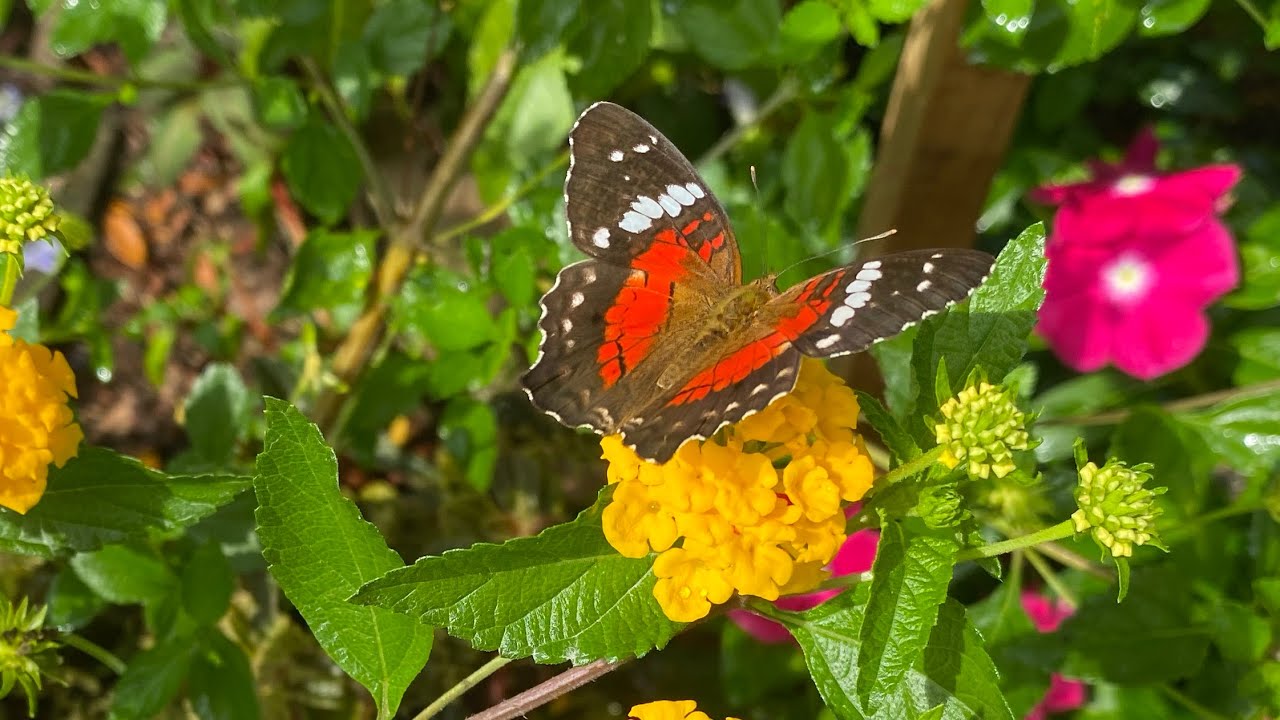 Atualizando plantas e projetos novos no jardim 