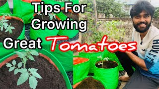 అతి సులువుగా టమాట చెట్లను పెంచొచ్ఛు || Simple Tips growing Tomatoes at home #tomatoes #terracegarden