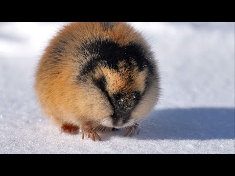 Лемминг Маленький Гигант Севера / Lemming Little Giant of the North | HD |