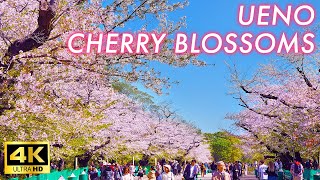 【4K Japan Sakura 2024】Beautiful cherry blossoms remain in Ueno Park the day after the rainstorm