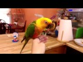 Mickey the Jenday conure doing multiple tricks: fetching, basketball dunking and shopping