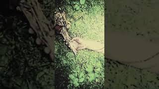 Cordyceps Corpse Forced out of Existence | #Shorts #BrutalDeathMetal #SlammingDeathMetal @Gorehouseproductions-Official