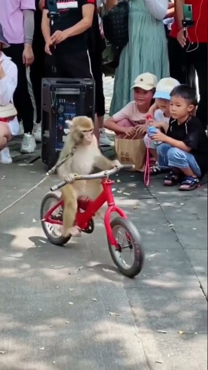 monkey 🐒🐒 circus performance