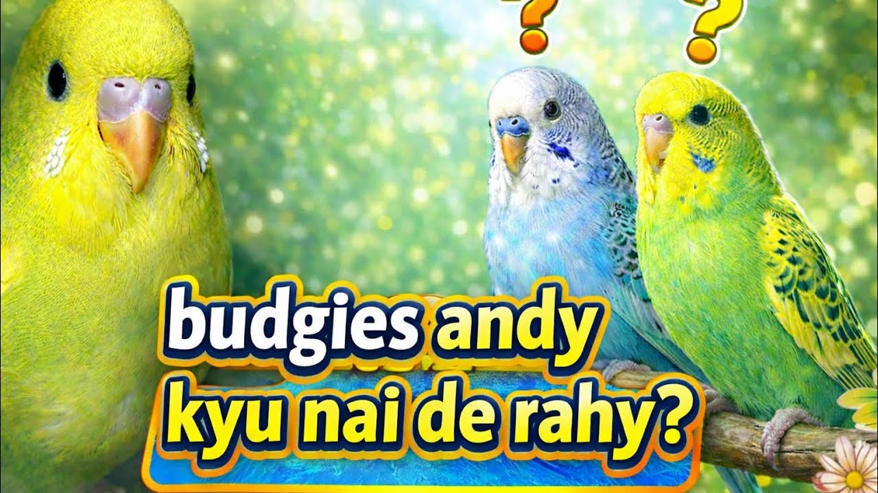 budgies parrot andy kyu nai de rahy 💥💥 solution ✅️