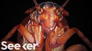 Cockroaches Are Indestructible, And the Secret Is in Their Genome Cockroaches Are Indestructible, And the Secret Is in Their Genome