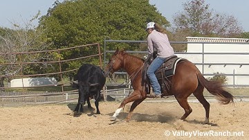 GCH Smart Doc Moria - working cows and the mechanical cow! - ValleyViewRanch.net