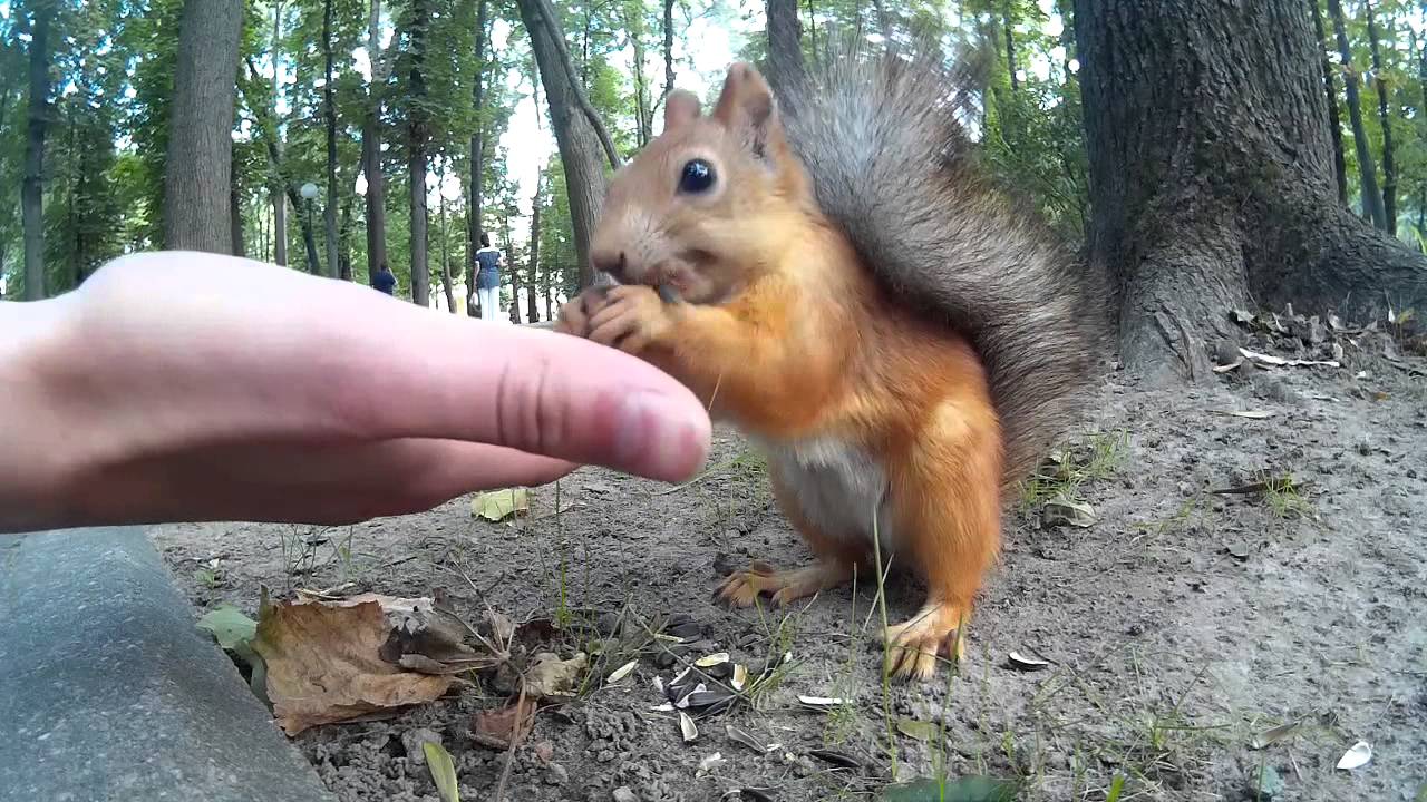 Белки в гомельском парке Белки в гомельском парке