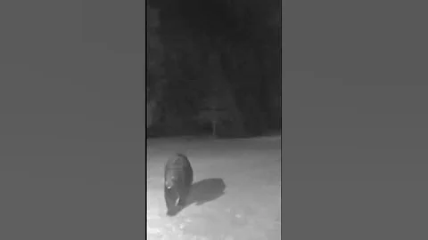 Bear sighting in April 2025 in northern Minnesota #bear #wildlife #trailcam #hunting
