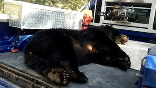 Unwanted guests: Bears break into Sask. man's home