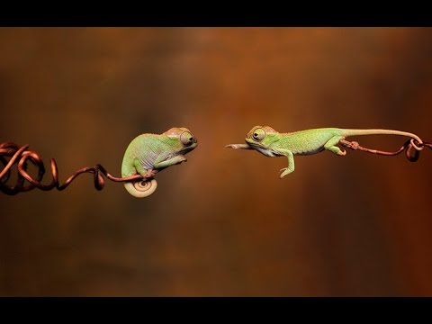 The Chameleon Babies That Will Make You Fall In Love With Lizards - YouTube