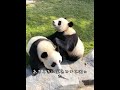 世界でたった一頭の茶色いジャイアントパンダチーツァイ #忘れてはいけない #animals