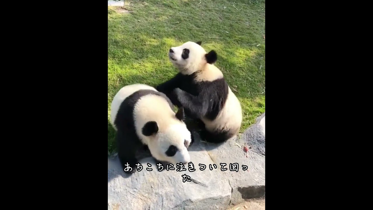 世界でたった一頭の茶色いジャイアントパンダチーツァイ #忘れてはいけない #animals