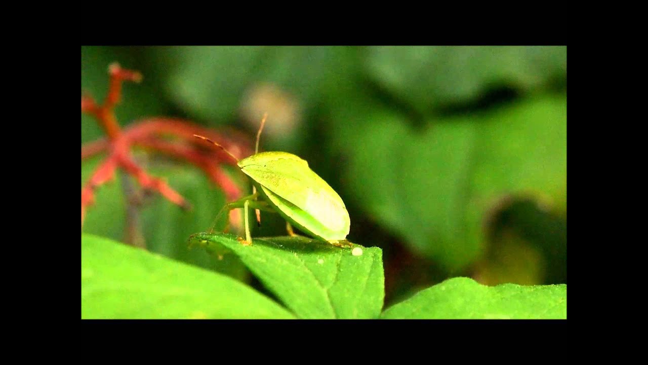 clip MACRO  "Nezara Viridula"