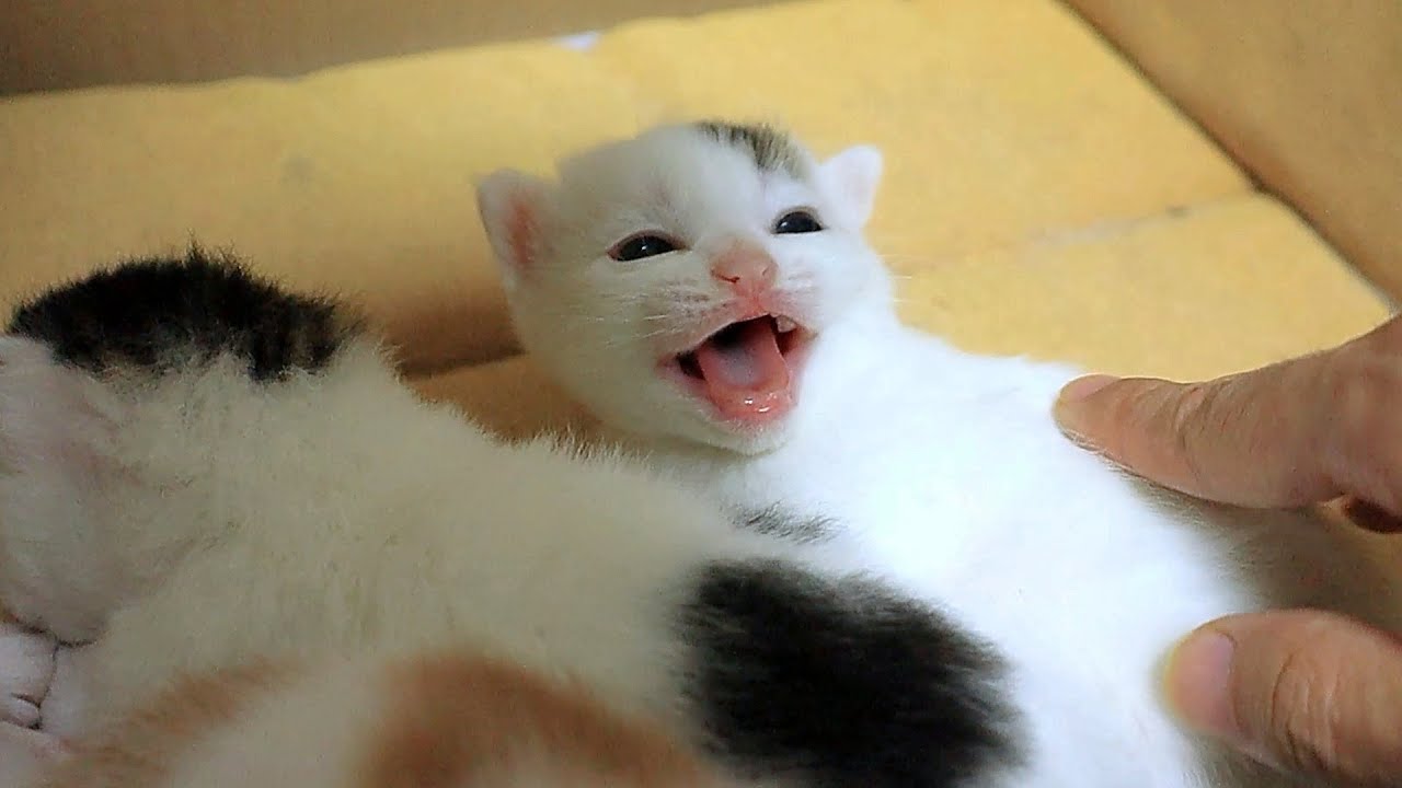 Woke Up The Sleeping Kitten