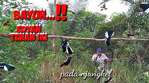 tiada kata yang paling indah selain ucapan alhamdulillah. mikat burung kacer di sepot idaman