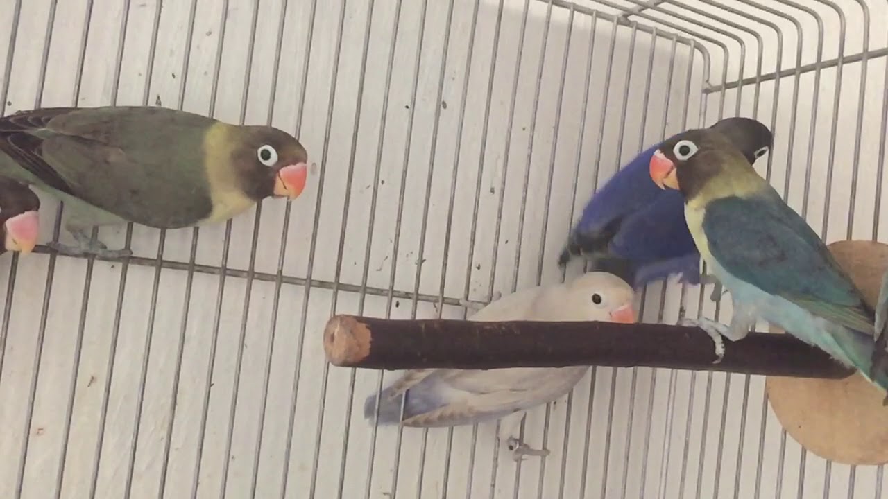 Agapornis personatus ( Par-Blue, Violet, Moave, Blue personata)