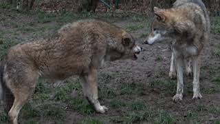 Dominance display between two wolves. Submission by \