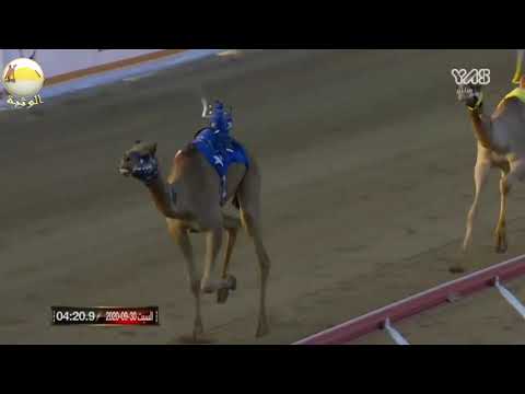 الشوط 2 محطم ل ناصر سالم حبيب الهش امي 4 27 05 مهرجان البيت متوحد 2020 9 30 الوثبة حقايق