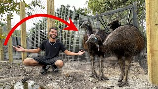 DEADLIEST Bird In World Gets NEW ENCLOSURE!