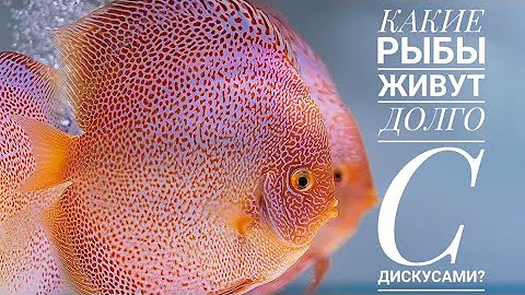 Какие рыбы живут долго с дискусами? Долгожители моего дискусятника.