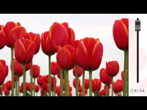 American Lighting Trulux Tape Light System