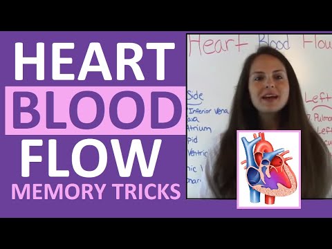 Easy Way To Memorize Blood Flow Of The Heart Anatomy & Pathophysiology