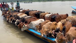cow unloading, cow videos, cow video, big cow, goru hamba cow, Ep - 319