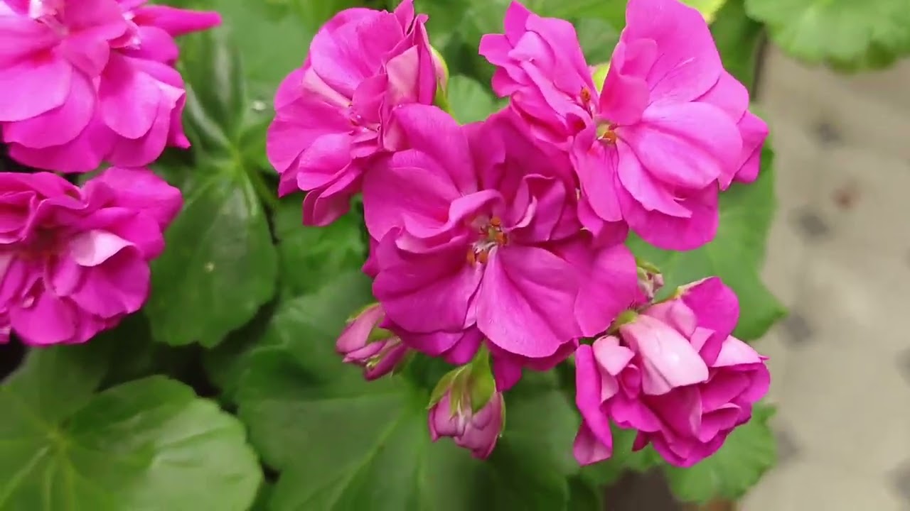 Зимовка и цветение 🌸