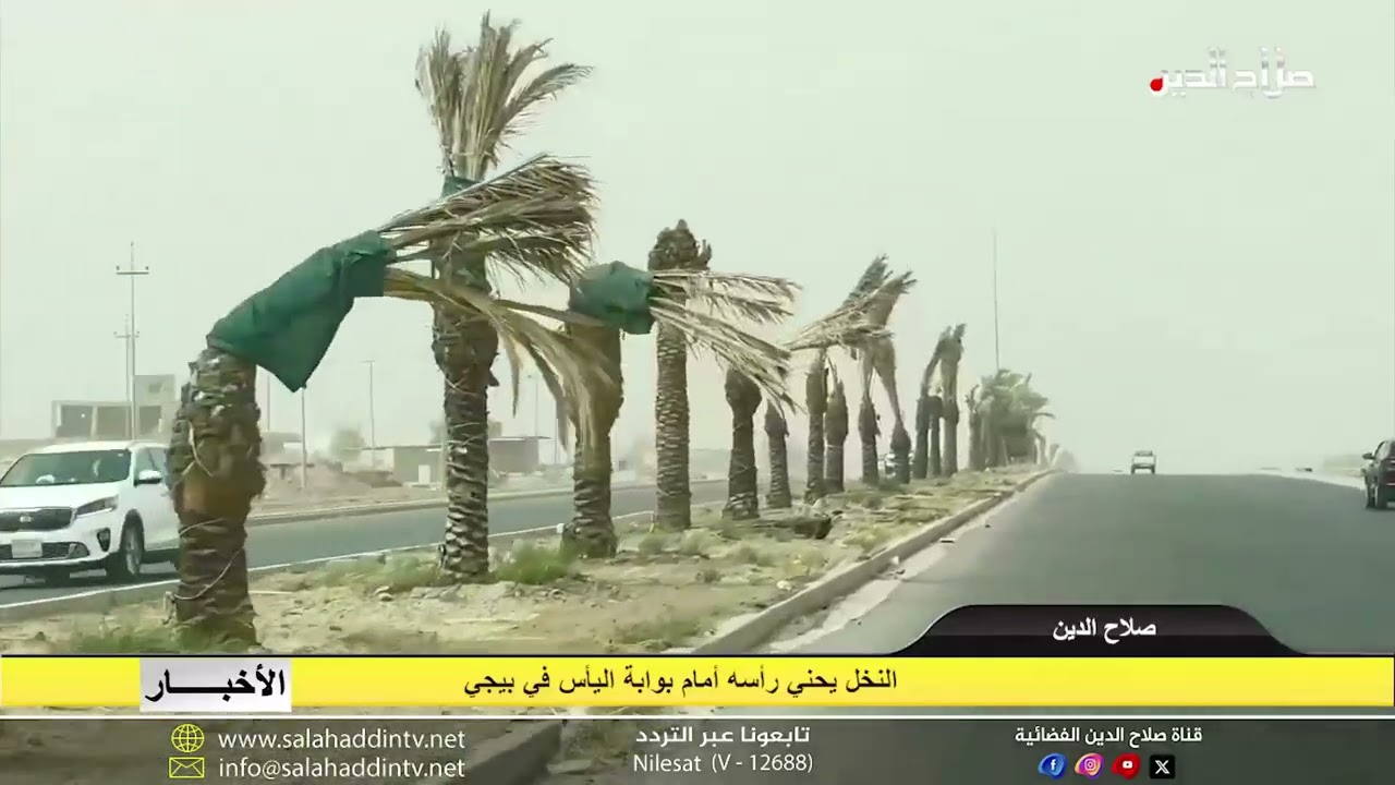 النخل يحني رأسه أمام بوابة اليأس في بيجي