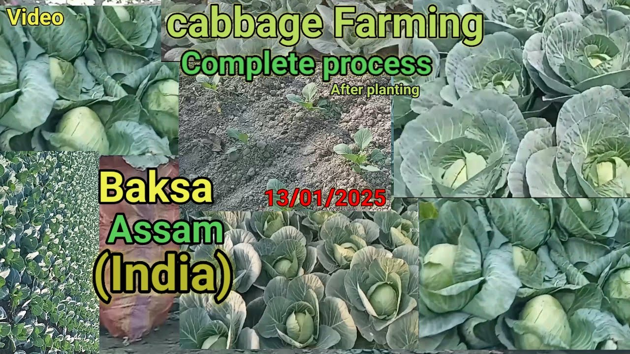 vegetable Market/Cabbage farming process after planting/