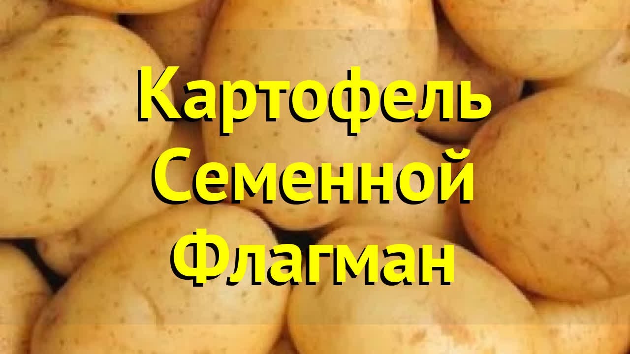 Московский картофель семенной. Картофель сорт флагман. Картофель семенной голубизна. Картофель флагман характеристика.