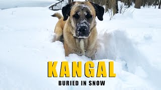 Buried in 3 Feet of DEEP SNOW ( Does A Kangal Dog Have The Strength To Get Out?)