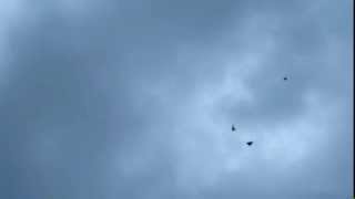 Голуби серпастые Голуби серпастые