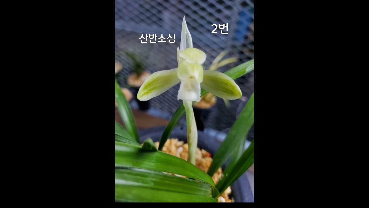 #02월24일 #화요일 #일상 #시작 #초저가 #유행 #무명 #명명품 #6종 #환엽중투 #호피반 #산반소심 #정영 #신라 #복 #추천 #종자 #초보 #난초 #재테크