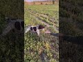 Охота на перепелку с тузиком