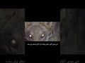 في عيني الايام تركض وتعدي والمر الاول وانتضر وش بعده