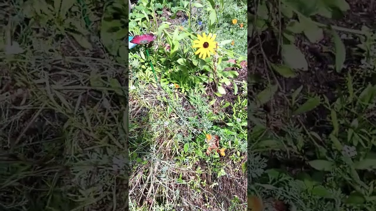 Wildflower Garden & a Bumble Bee--One Last Time💫            #nature  #flowers  #wildflower #tomato