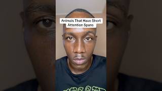 Animals That Have Short Attention Spans shorts