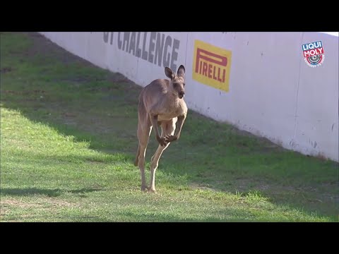 Bathurst 12 Hour: This kangaroo on Mount Panorama is the best thing ever