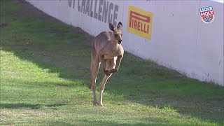 Bathurst 12 Hour: This kangaroo on Mount Panorama is the best thing ever