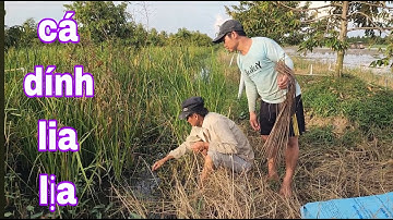 Cắm Câu Cá Lóc Mùa Nước Nổi , Cắm Chưa Hết Câu Đã Dính Cá Thấy Ham # SĂN BẮT ĐỒNG THÁP #