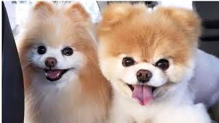 Amazing, Funny and Adorable Pets-Cat and Dog Smiles
