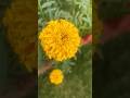 🌼 “My Garden’s Genda Magic ✨”#homegarden #shortvideo