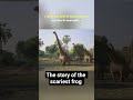 A swamp monster from 70 million years agoThe true story of the monster frog #ytshorts #viral #story