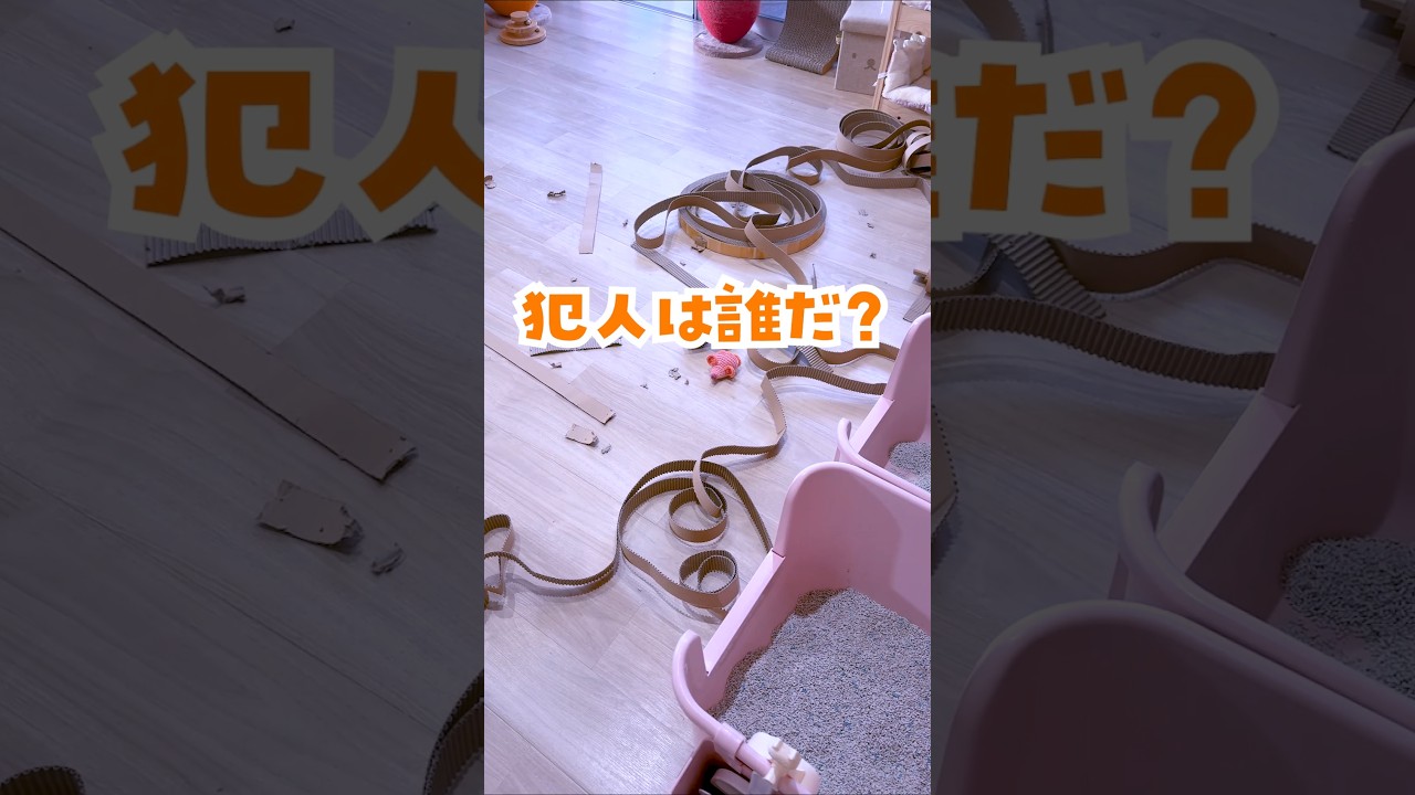 だって、ねこだもの♪ #にこねこ