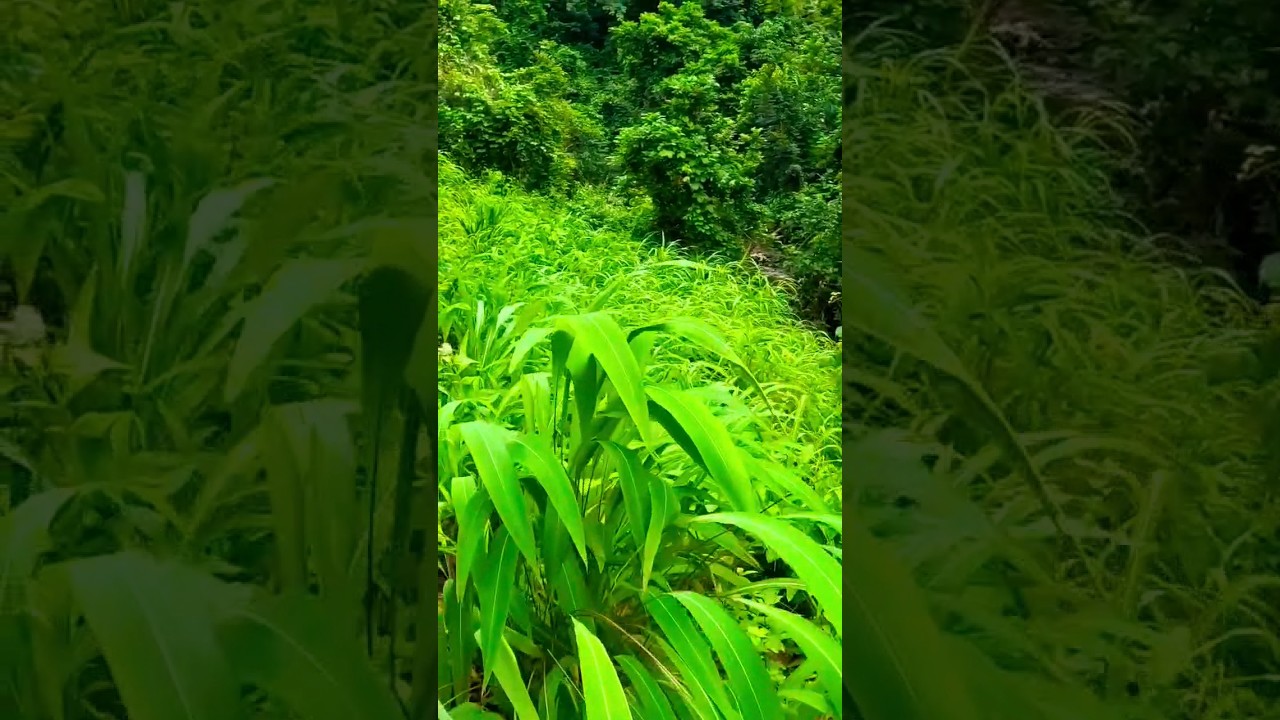 Hear Creek Claims in Nature & understand a step towards breaking into the separate sound sources🤔